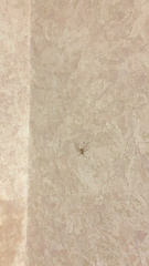 Olios sericeus