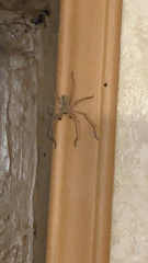 Olios sericeus
