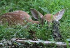 Odocoileus virginianus