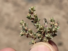 Atriplex pacifica