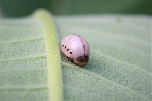 Swamp Milkweed Leaf Beetle, photo 6 of 7