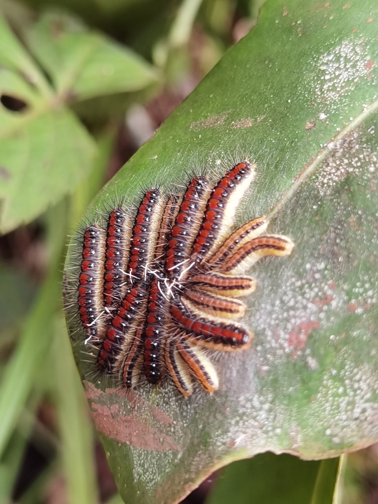 Euselasia rhodogyne