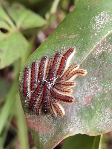 Euselasia rhodogyne