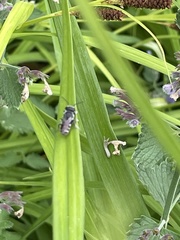 Megachile campanulae