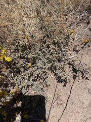 Atriplex pacifica