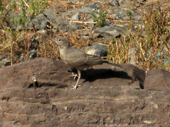 Ammomanes deserti