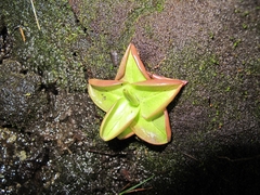 Pinguicula calyptrata