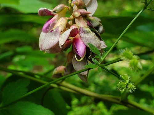 Image of Lackeya multiflora by (c) Samuel A Schmid, PhD, PWS, some rights reserved (CC BY)
