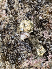 Paciocinebrina circumtexta