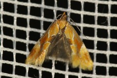 Epicallima formosella