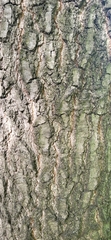 Quercus ellipsoidalis