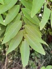 Phyllanthus skutchii