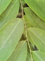 Phyllanthus skutchii