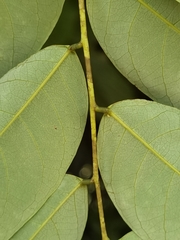 Phyllanthus skutchii