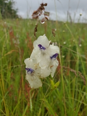 Delphinium pavonaceum