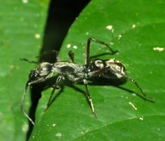 Sphecotypus niger