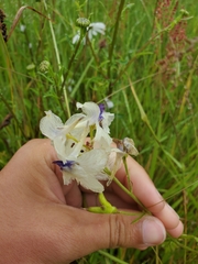 Delphinium pavonaceum