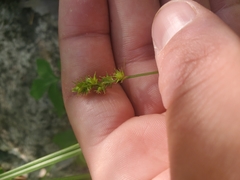 Carex cephaloidea