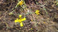 Senecio yurensis