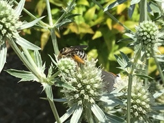 Melissodes communis communis