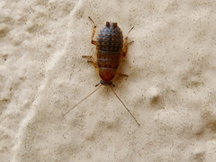 Phyllodromica