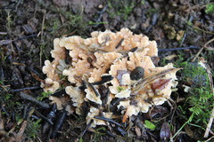 Cerrena zonata