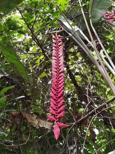Heliconia stilesii, photograph 5