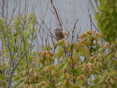 Melospiza melodia image