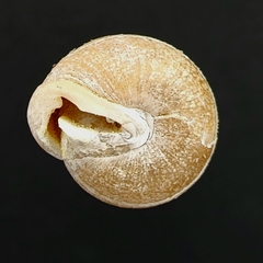 Inflectarius inflectus