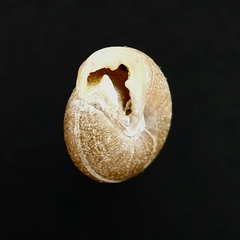 Inflectarius inflectus