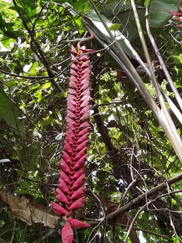Heliconia stilesii, photograph 6