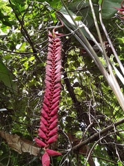 Heliconia stilesii