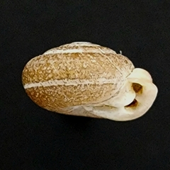 Inflectarius inflectus