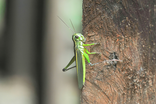 Costalimacris neotropica