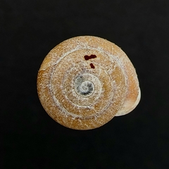 Inflectarius inflectus