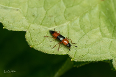 Languria trifasciata
