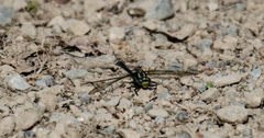 Hylogomphus adelphus