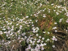 Myoporum parvifolium