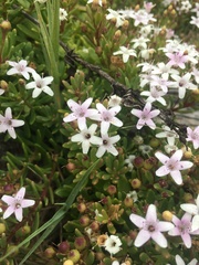 Myoporum parvifolium