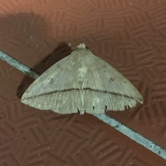 Ugia purpurea