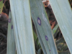 Coniothyrium