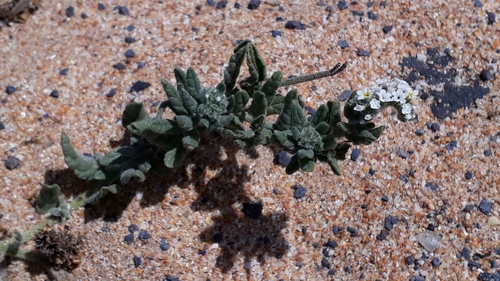 Wavy heliotrope (Heliotropium ramosissimum)