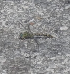 Onychogomphus forcipatus