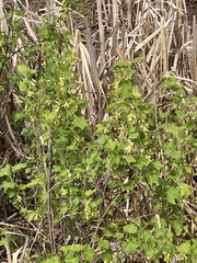 Ribes hudsonianum