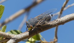 Hadoa chiricahua