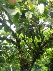 Ficus nota