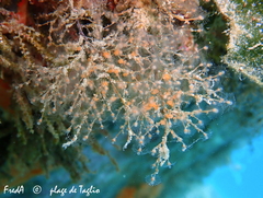 Eudendrium racemosum