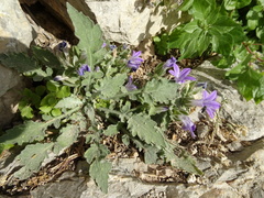 Campanula erinus