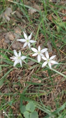Ornithogalum orthophyllum