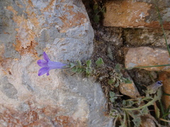 Campanula erinus